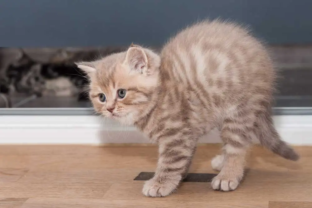 ¿Por qué un gato te lleva la espalda?