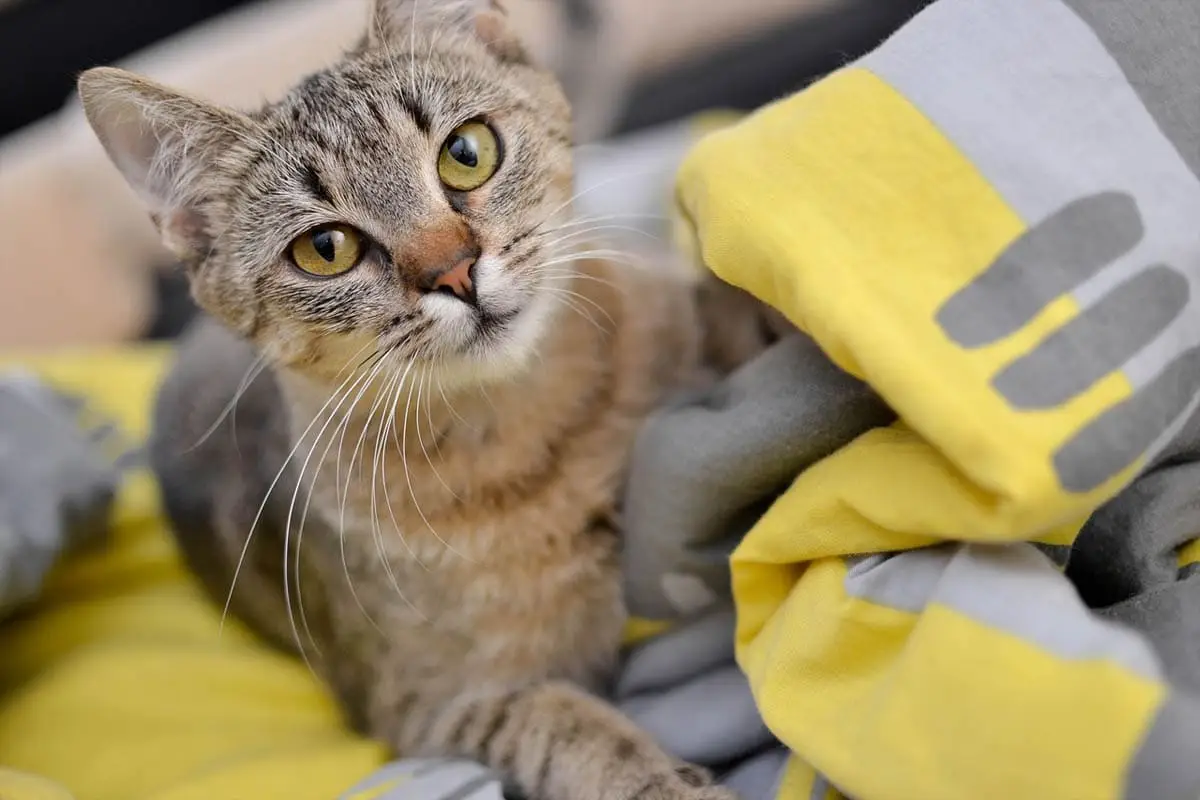 Radiotherapy for cats