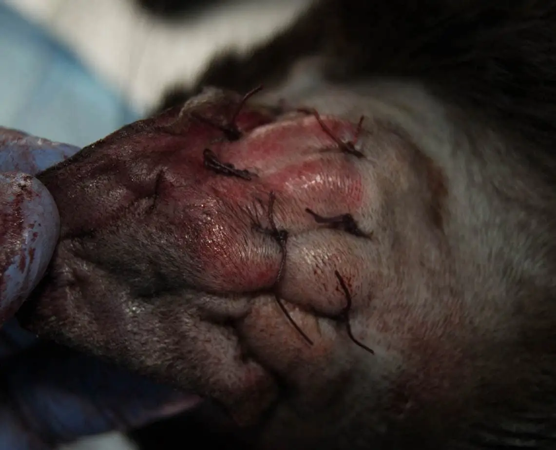 Ear hematoma repair on a cat