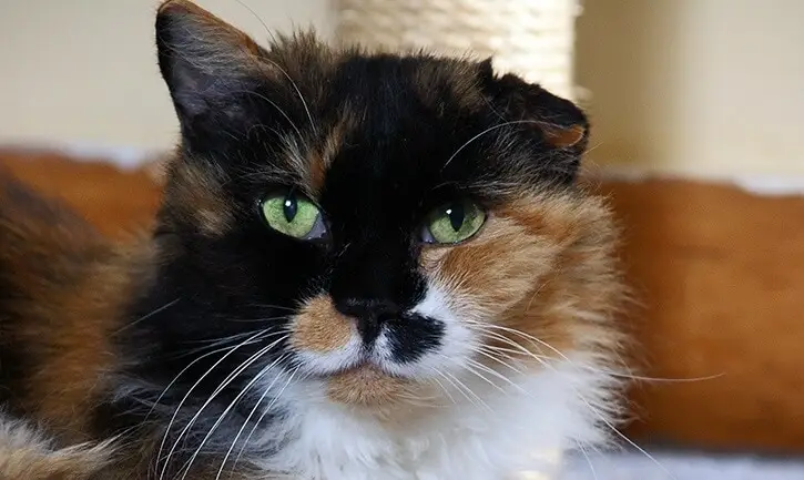 Calico cat with cauliflower ear