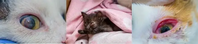 feline herpes symptoms