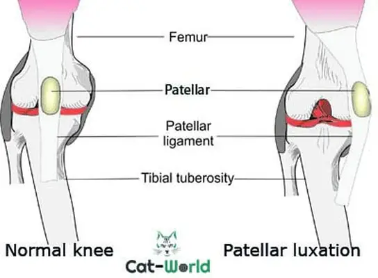 Luxating patellar in cats