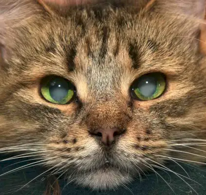 adorable Sibérien moelleux avec des cataractes