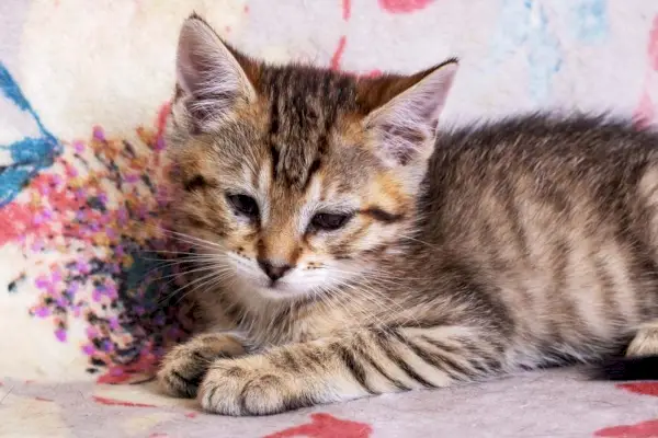 chat atteint de blépharite