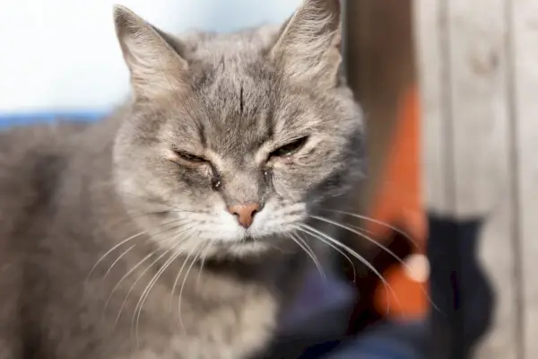 Katze mit verstopften Tränenwegen