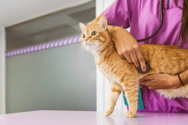 Ein Bild zeigt einen Tierarzt, der eine gründliche Untersuchung einer Katze durchführt und dabei ein Stethoskop verwendet, um der Katze zuzuhören