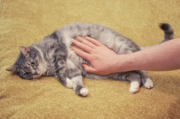 Per quanto riguarda l'immagine di un gatto che mostra disagio, probabilmente a causa di problemi di stomaco, si sottolinea l'importanza di riconoscere e affrontare tempestivamente i problemi di salute felini.