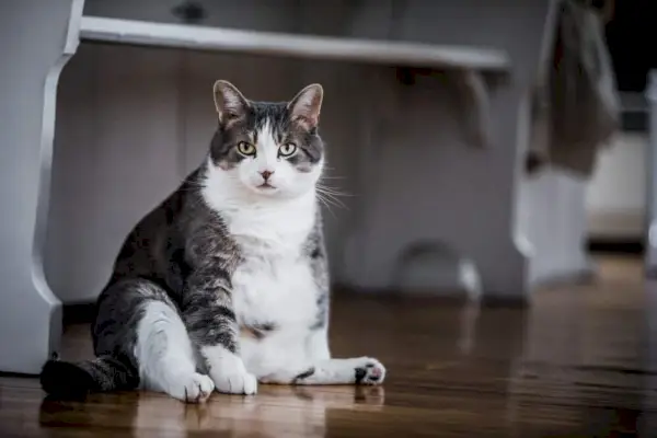 Fettleibigkeitstabelle bei Katzen: Finden Sie heraus, ob Ihre Katze fettleibig ist