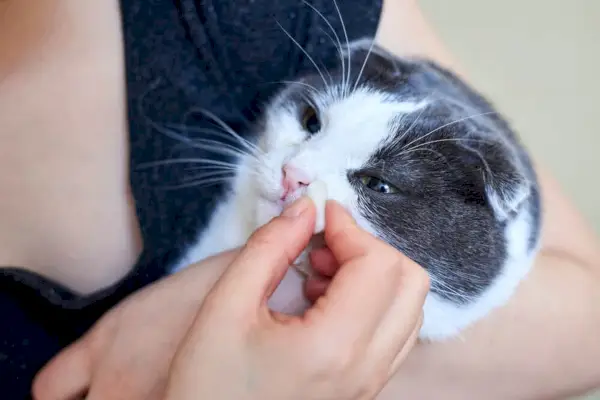 Eine erkältete Katze wischt sich mit der Pfote die Nase ab und zeigt Anzeichen von Krankheit und Unwohlsein.