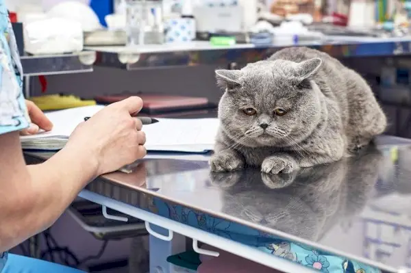 Veterinário realizando um check-up completo em um gato doente, examinando cuidadosamente sua condição com um estetoscópio, demonstrando profissionalismo e cuidado.