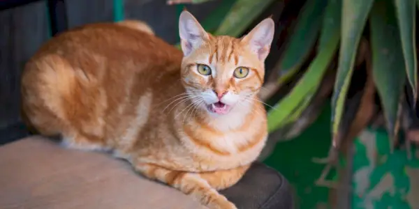 Gato laranja com expressão brincalhona e pêlo fofo, sentado em uma cadeira e coçando o nariz, possivelmente indicando uma reação alérgica.