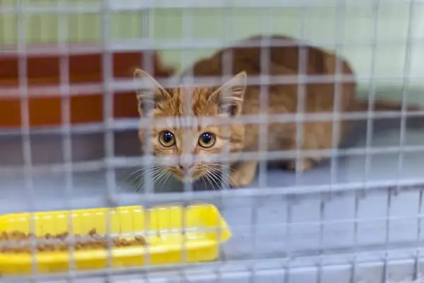 Human fælde til at finde en tabt kat