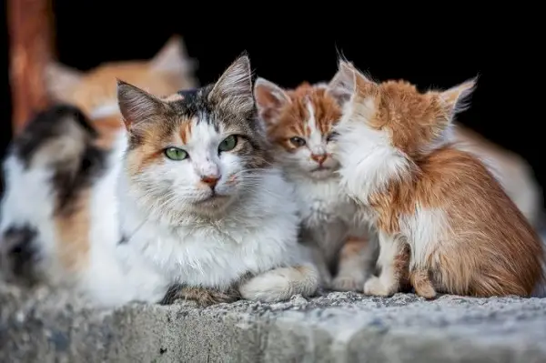 Wilde katten zijn bang voor mensen, wat de voorzichtige en schichtige aard van populaties wilde katten illustreert.