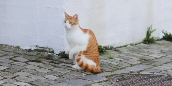 Un gatto bianco e arancione su una strada acciottolata che tiene alzata la zampa sinistra