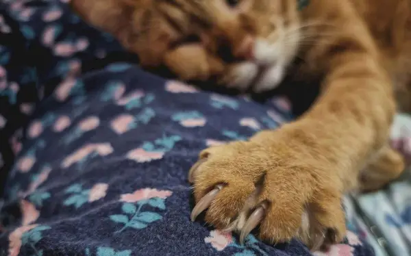 Eine orangefarbene Katze schläft auf einer Decke mit ausgestrecktem linken Fuß und Nahaufnahme der Pfote.