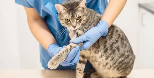 Veterinaras mėlynais šveitikliais ir mėlynomis pirštinėmis, laikantis katę