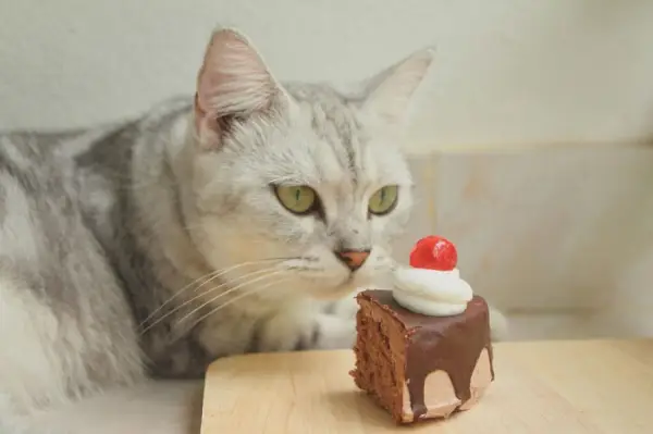 gatto guardando il pezzo di una torta al cioccolato