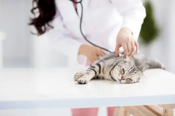 Bilde som viser en katt under et besøk hos veterinæren.