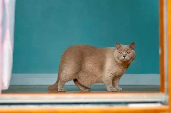 ぽっちゃりしたブリティッシュショートヘアの猫