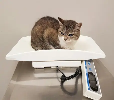 chaton et vétérinaire