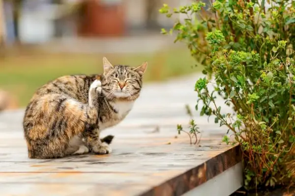 Katze mit Flöhen