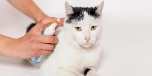 Spray Frontline pour chats : présentation, dosage et amp; Effets secondaires