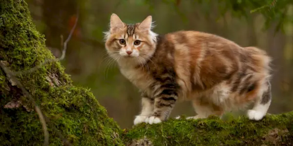 Cosa fare se il tuo gatto viene punto da uno scorpione