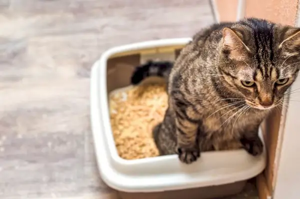 쓰레기통에 서 있는 고양이