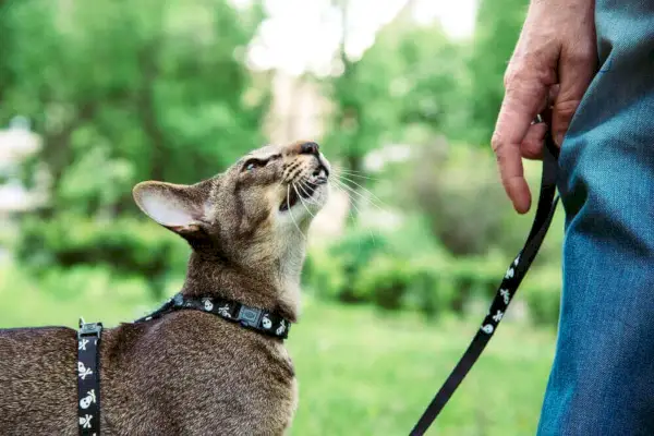 猫をリードにつないで散歩させる方法