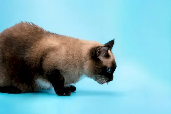 Katze sitzt mit herausgestreckter Zunge