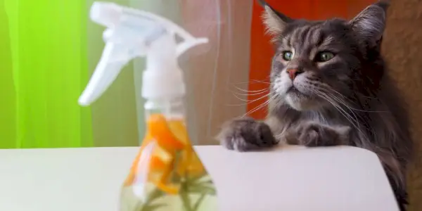 Un gran gato gris inspecciona con curiosidad una botella de limpiador hecho con vinagre y cáscaras de naranja, resaltando la curiosidad felina.