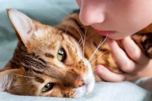 Gatto malato che mostra segni di malattia.