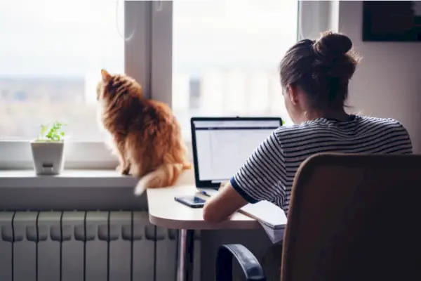 Comment calculer la quantité à nourrir votre chat