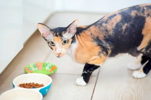 Un gatto Devon Rex che gusta un pasto.