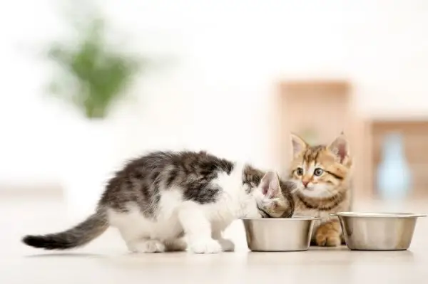 Twee schattige kittens die samen eten.