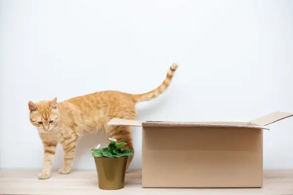 gato amarillo explorando los alrededores de una caja de cartón