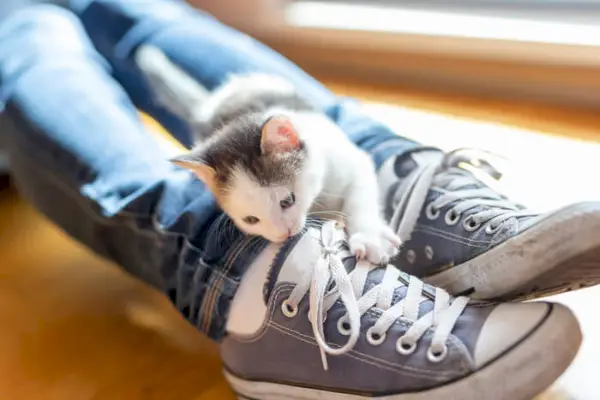 Redenen waarom katten mensen bijten