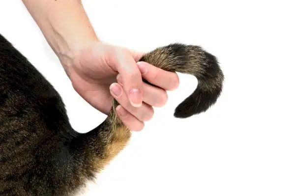 lesão por tração de cauda de gato