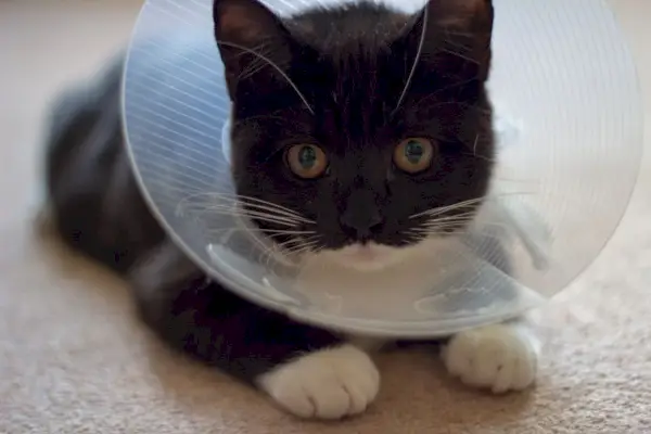 Un gatito negro está acostado con un collar electrónico alrededor del cuello.