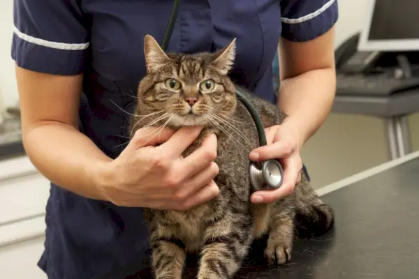 Ein Tierarzt steht hinter einer Katze und platziert ein Stethoskop auf der Brust der Katze.