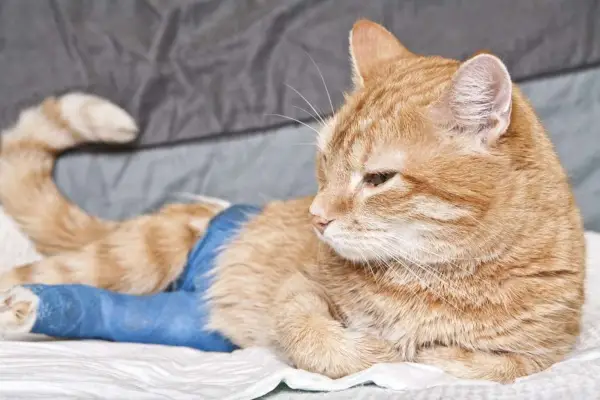 Um gato está deitado com uma gaze azul enrolada em uma das patas traseiras.