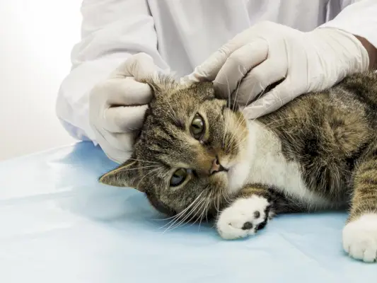 Um gato está deitado de lado direito e um veterinário examina sua orelha esquerda.