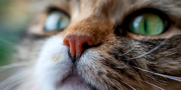 Close-up van een kat