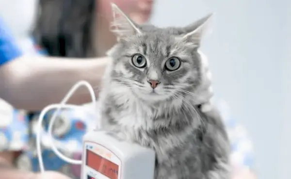 Een afbeelding gerelateerd aan bloedonderzoek bij katten, waarbij het belang van bloedtesten in de gezondheidszorg voor katten wordt benadrukt.