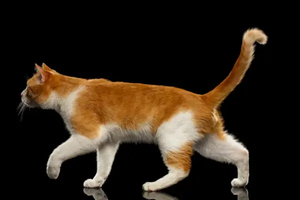 Chodící Ginger Cat