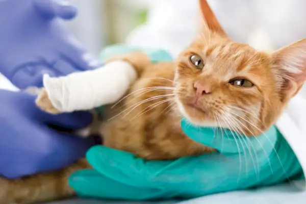 petit chat avec une jambe cassée