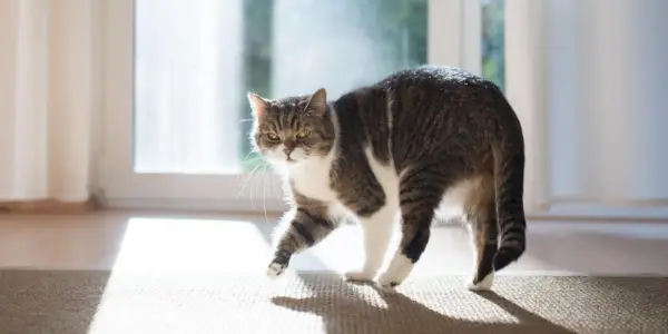 pisica British Shorthair tabby white