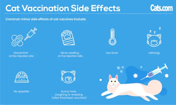 Effets secondaires de la vaccination des chats