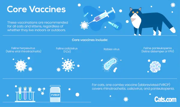 Kattenvaccinaties: wat u moet weten?