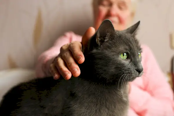 灰色の猫を撫でる年配の女性。